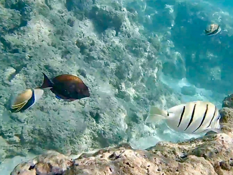 hanauma-bay